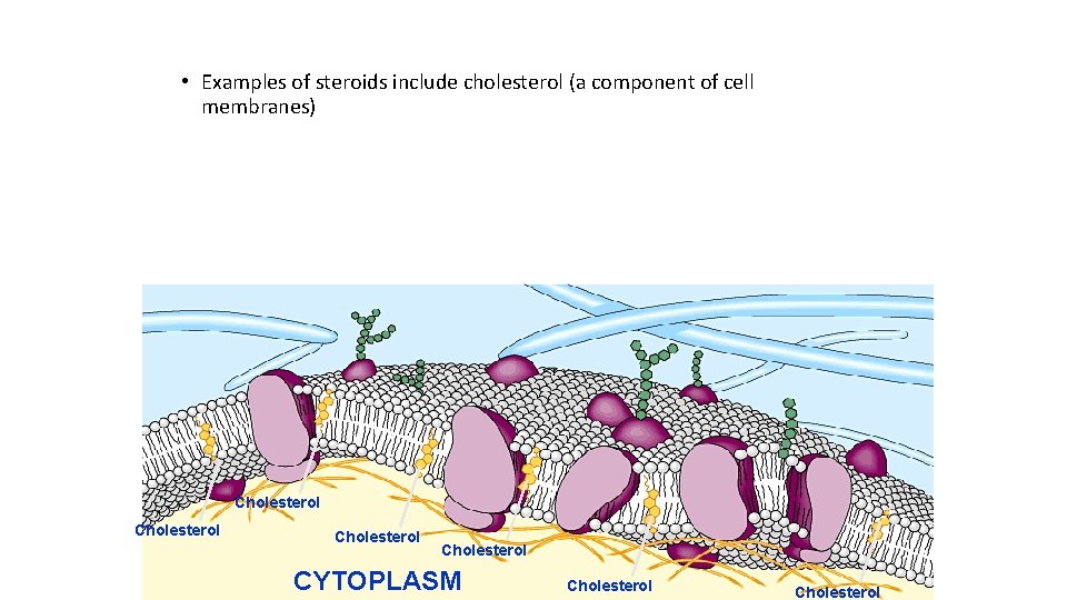  • Examples of steroids include cholesterol (a component of cell membranes) Cholesterol CYTOPLASM
