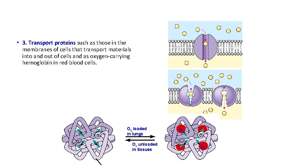  • 3. Transport proteins such as those in the membranes of cells that