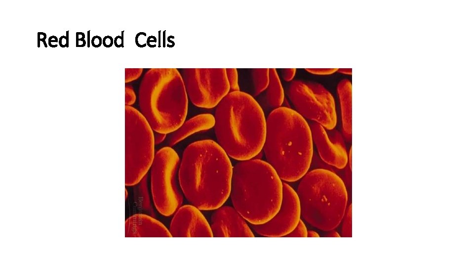 Red Blood Cells 