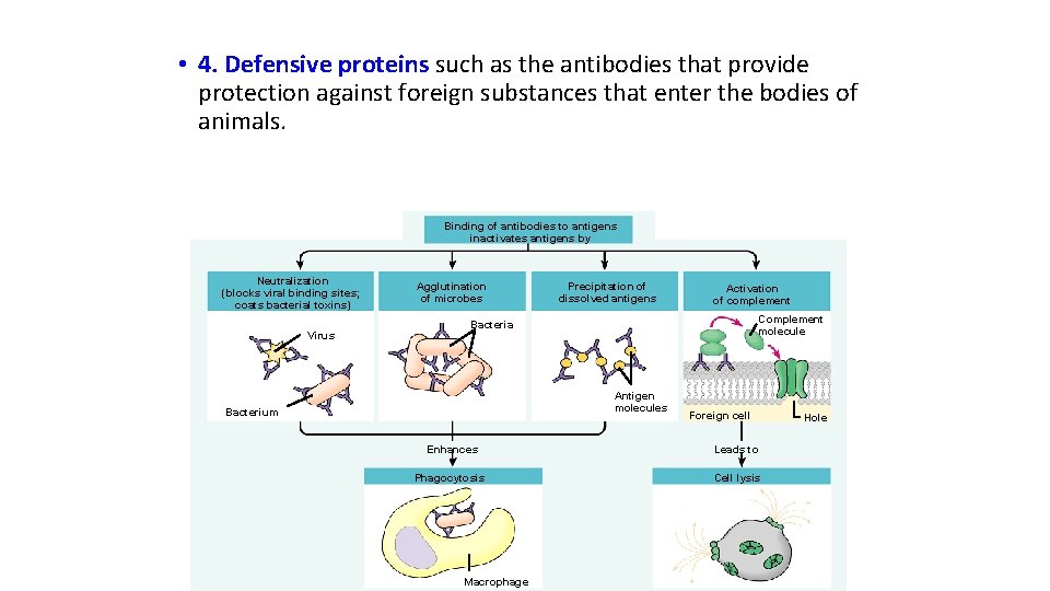  • 4. Defensive proteins such as the antibodies that provide protection against foreign
