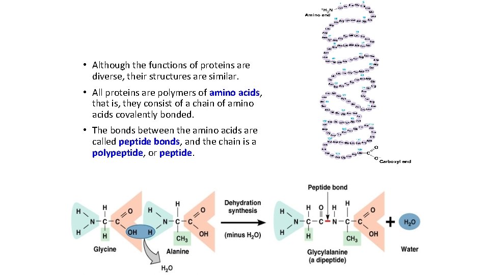  • Although the functions of proteins are diverse, their structures are similar. •