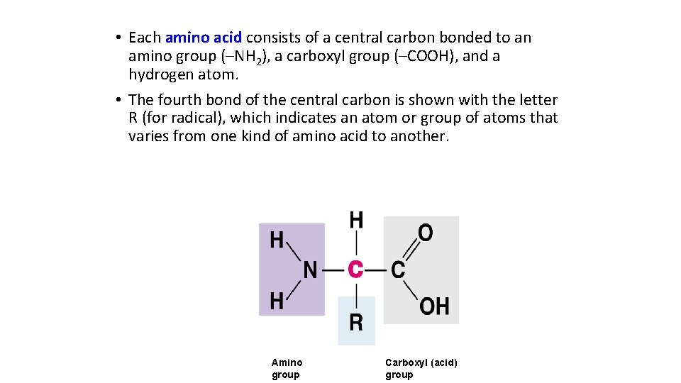  • Each amino acid consists of a central carbon bonded to an amino