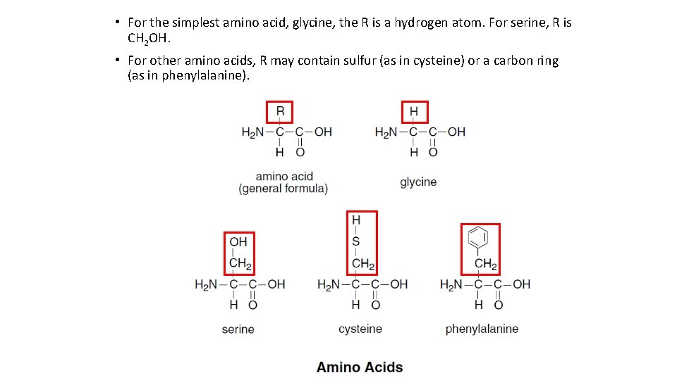  • For the simplest amino acid, glycine, the R is a hydrogen atom.