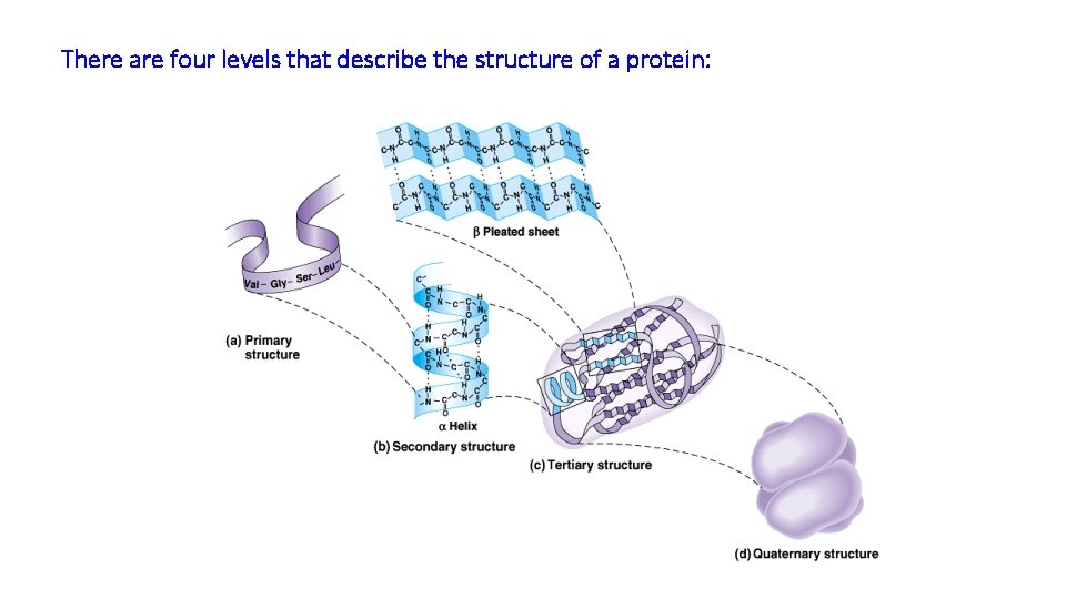 There are four levels that describe the structure of a protein: 