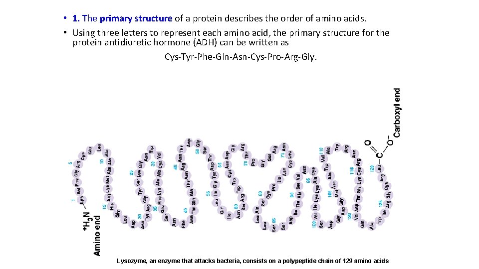  • 1. The primary structure of a protein describes the order of amino