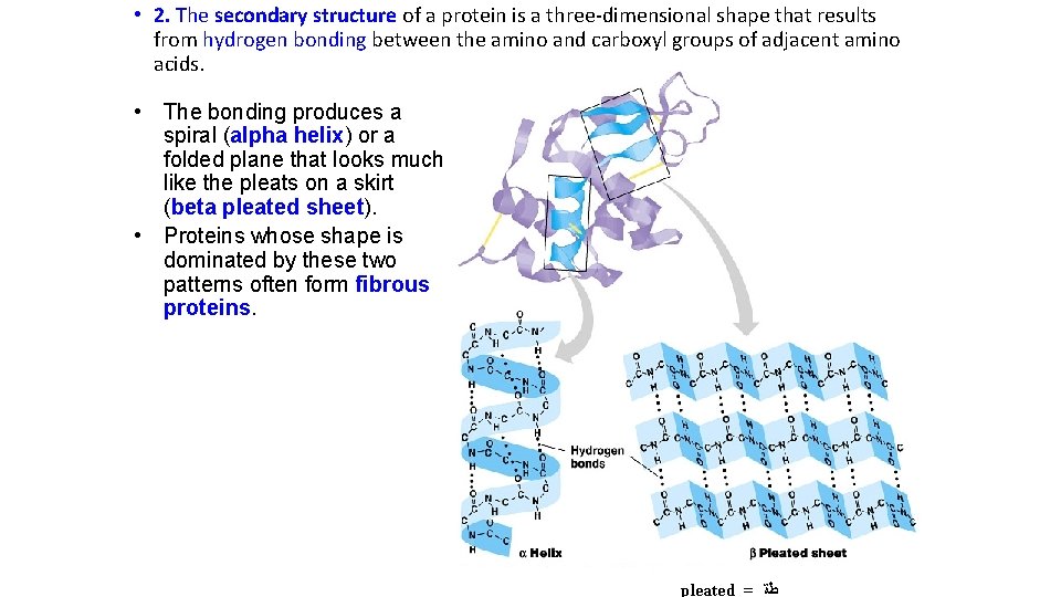  • 2. The secondary structure of a protein is a three-dimensional shape that