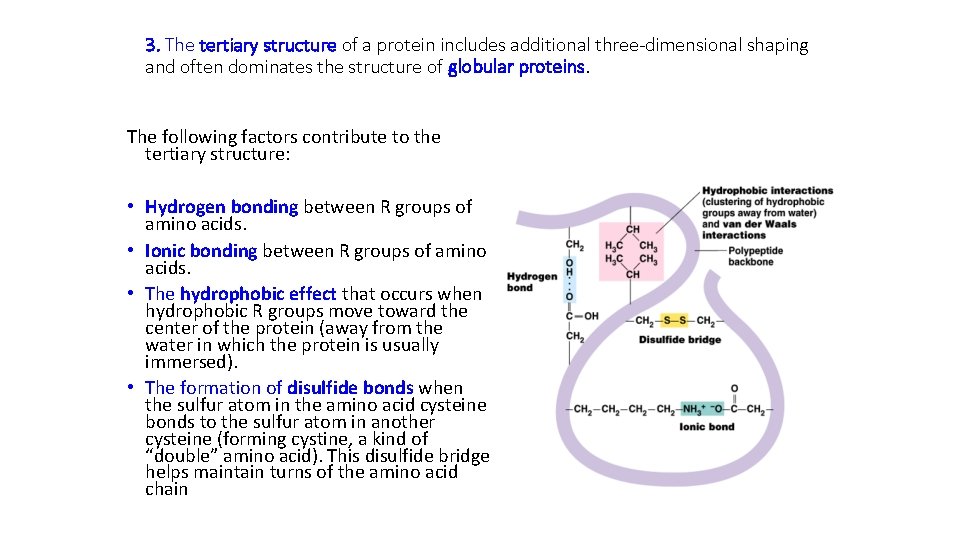 3. The tertiary structure of a protein includes additional three-dimensional shaping and often dominates