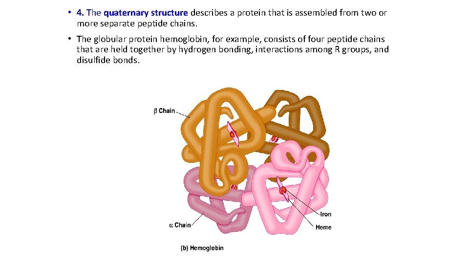  • 4. The quaternary structure describes a protein that is assembled from two