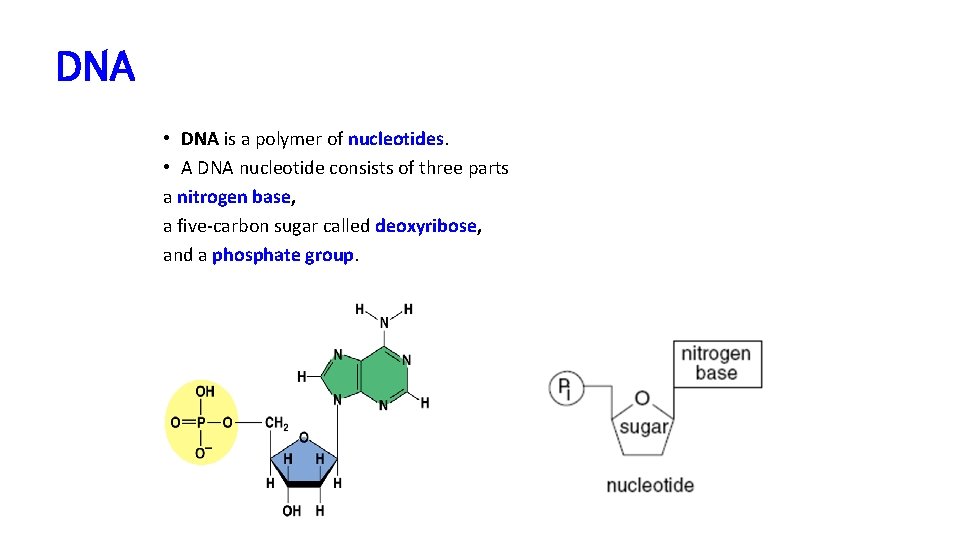 DNA • DNA is a polymer of nucleotides. • A DNA nucleotide consists of