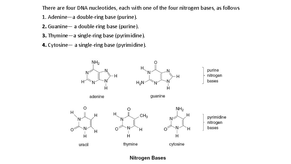 There are four DNA nucleotides, each with one of the four nitrogen bases, as