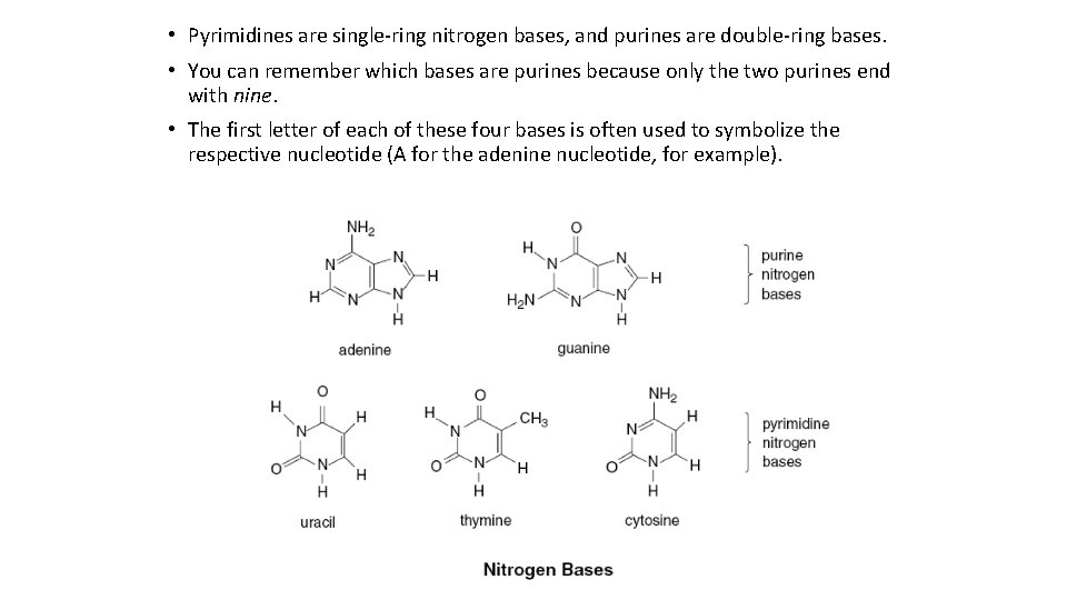  • Pyrimidines are single-ring nitrogen bases, and purines are double-ring bases. • You