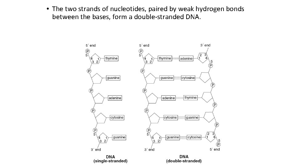  • The two strands of nucleotides, paired by weak hydrogen bonds between the