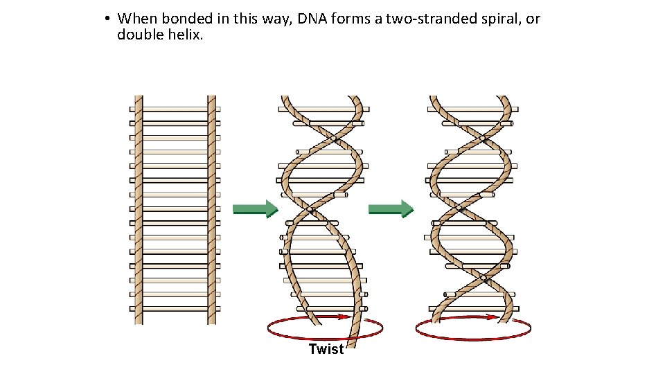  • When bonded in this way, DNA forms a two-stranded spiral, or double