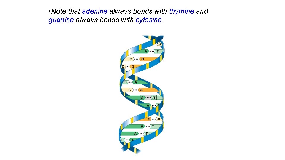  • Note that adenine always bonds with thymine and guanine always bonds with