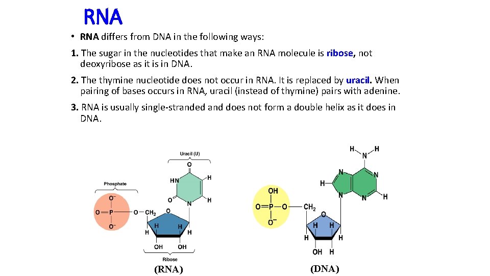 RNA • RNA differs from DNA in the following ways: 1. The sugar in