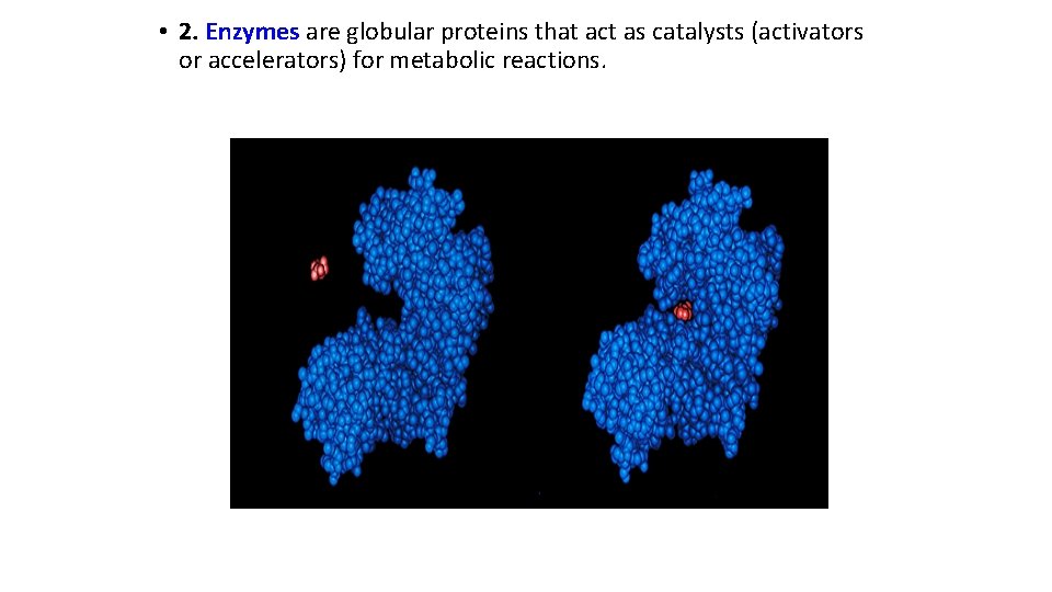  • 2. Enzymes are globular proteins that act as catalysts (activators or accelerators)