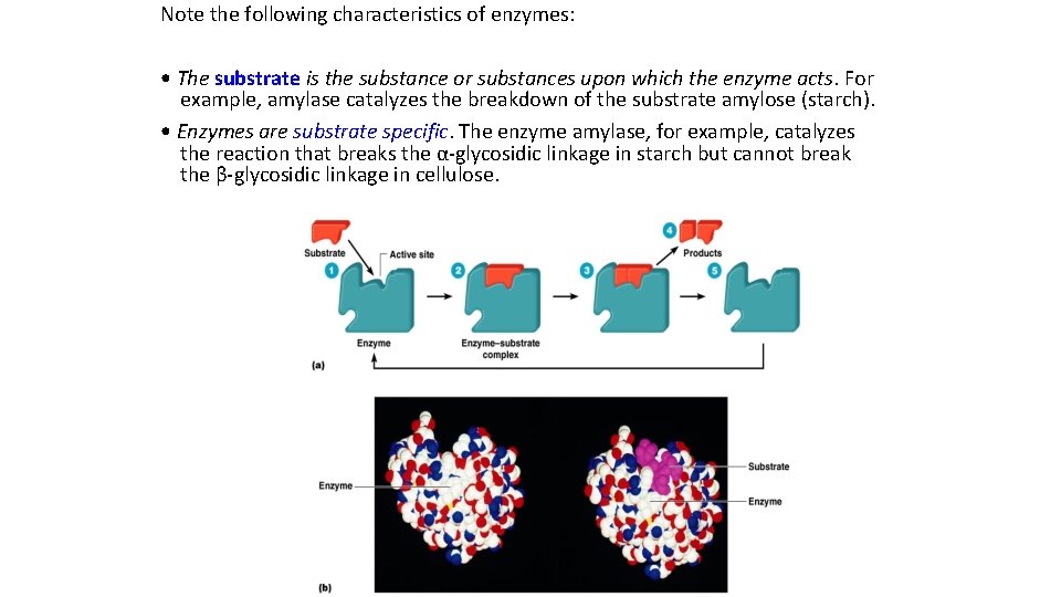 Note the following characteristics of enzymes: • The substrate is the substance or substances