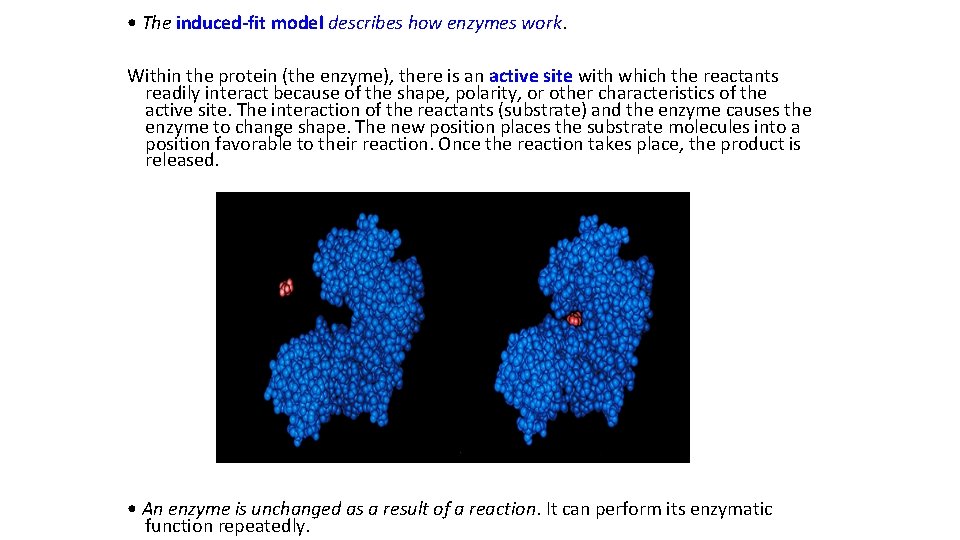  • The induced-fit model describes how enzymes work. Within the protein (the enzyme),