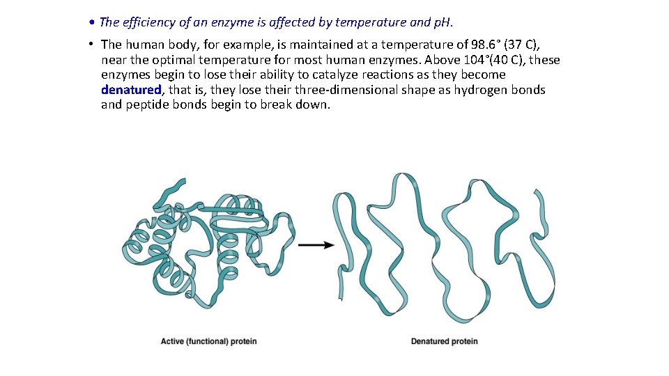  • The efficiency of an enzyme is affected by temperature and p. H.