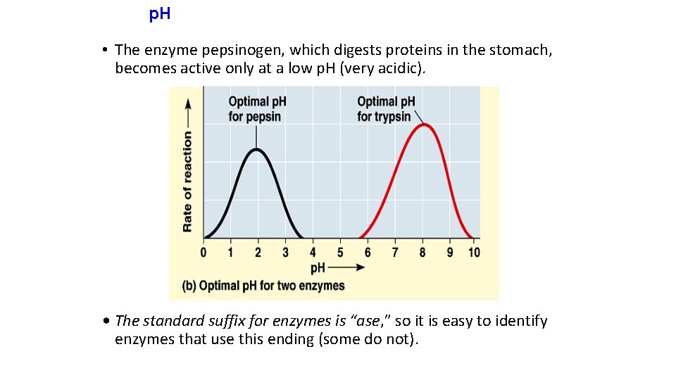 p. H • The enzyme pepsinogen, which digests proteins in the stomach, becomes active