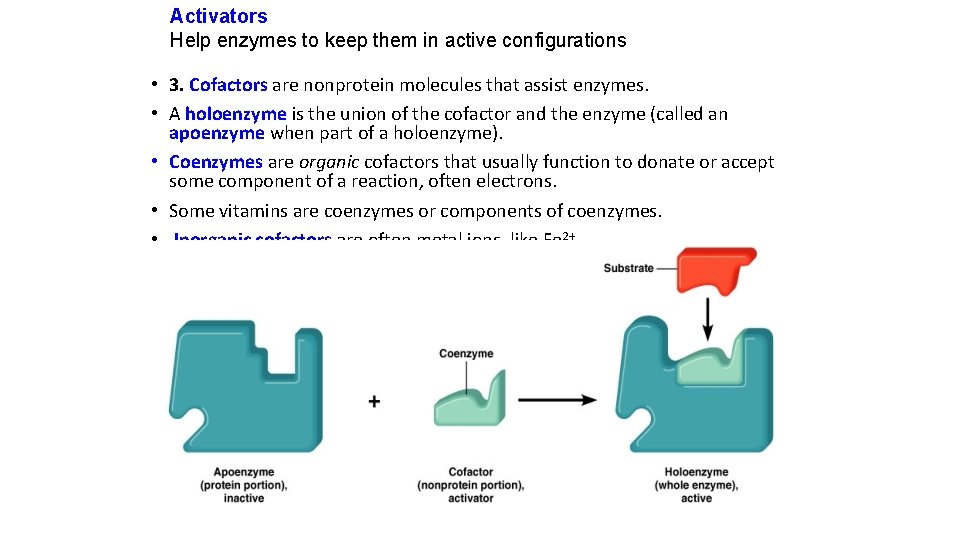 Activators Help enzymes to keep them in active configurations • 3. Cofactors are nonprotein