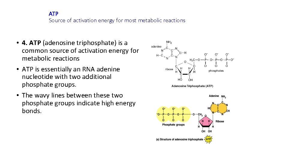 ATP Source of activation energy for most metabolic reactions • 4. ATP (adenosine triphosphate)