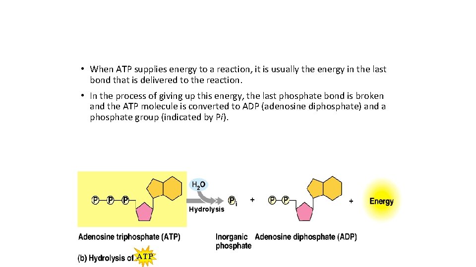  • When ATP supplies energy to a reaction, it is usually the energy
