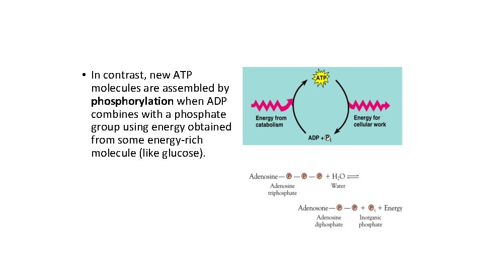  • In contrast, new ATP molecules are assembled by phosphorylation when ADP combines