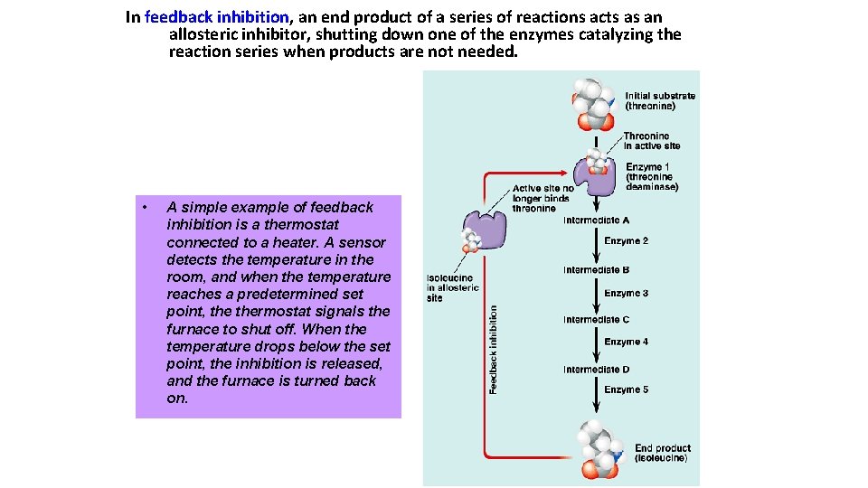 In feedback inhibition, an end product of a series of reactions acts as an