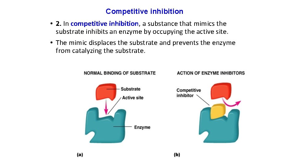 Competitive inhibition • 2. In competitive inhibition, a substance that mimics the substrate inhibits