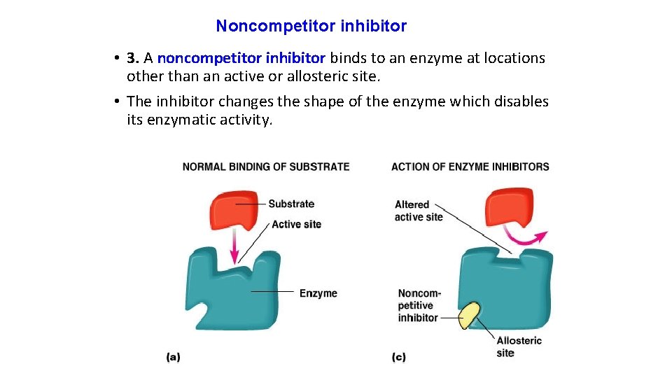 Noncompetitor inhibitor • 3. A noncompetitor inhibitor binds to an enzyme at locations other