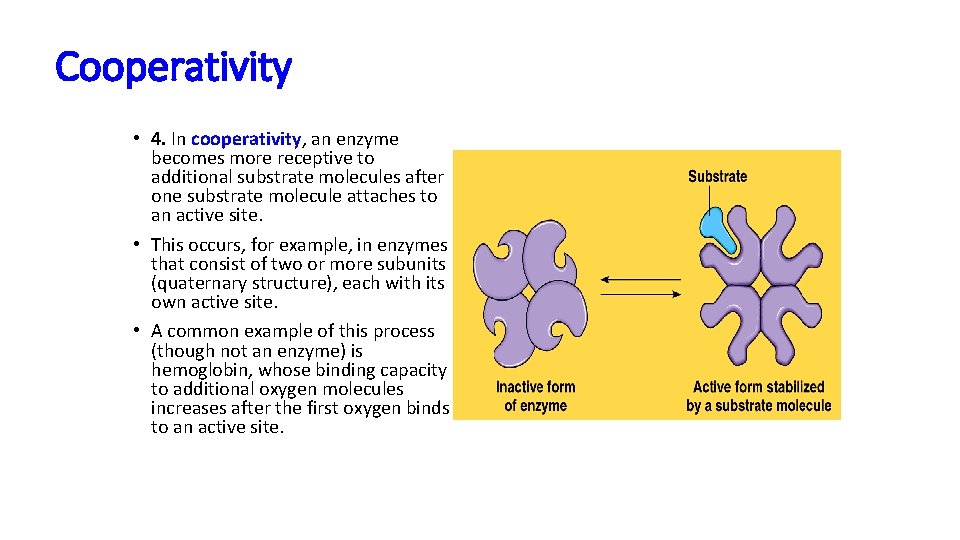 Cooperativity • 4. In cooperativity, an enzyme becomes more receptive to additional substrate molecules