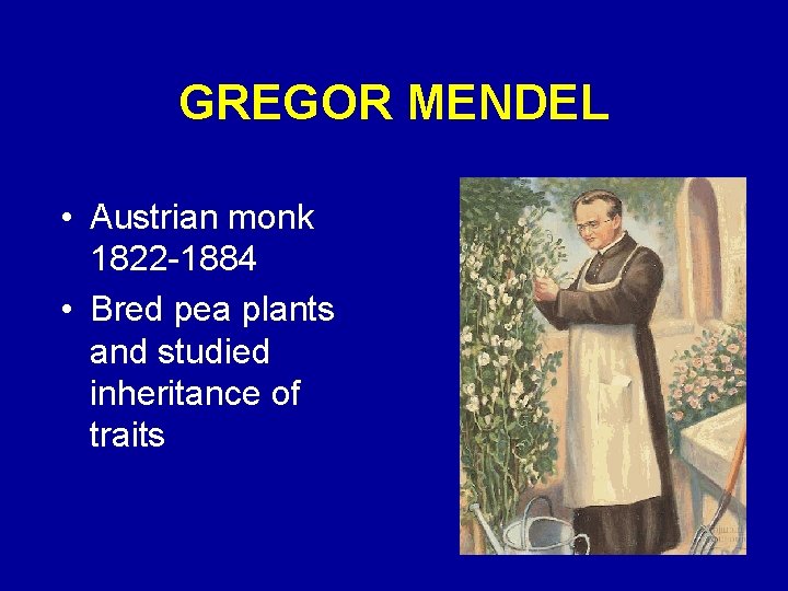 GREGOR MENDEL • Austrian monk 1822 -1884 • Bred pea plants and studied inheritance