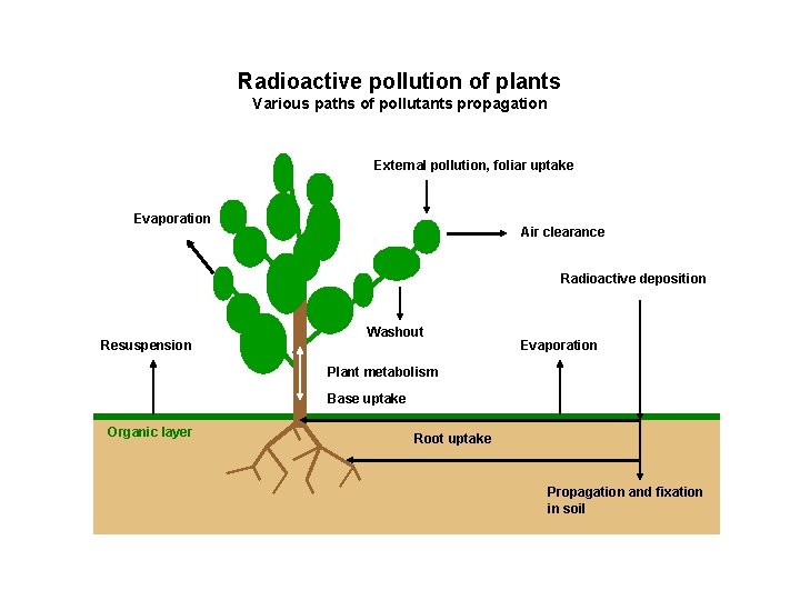 Radioactive pollution of plants Various paths of pollutants propagation External pollution, foliar uptake Evaporation Radioactive pollution of plants Various paths of pollutants propagation External pollution, foliar uptake Evaporation