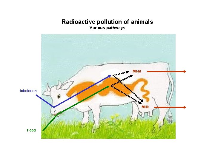 Radioactive pollution of animals Various pathways Meat Inhalation Milk Food Radioactive pollution of animals Various pathways Meat Inhalation Milk Food