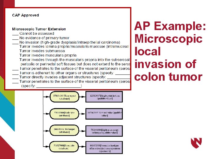 AP Example: Microscopic local invasion of colon tumor 