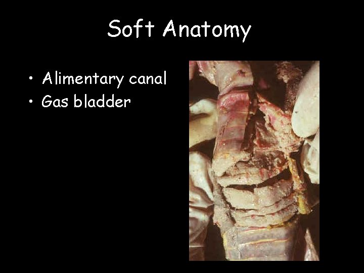 Soft Anatomy • Alimentary canal • Gas bladder 