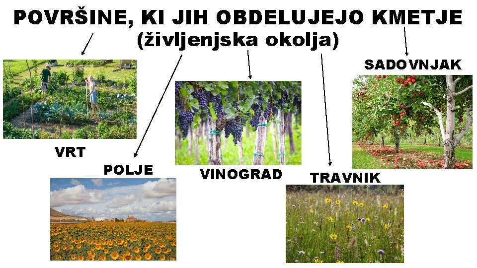 POVRŠINE, KI JIH OBDELUJEJO KMETJE (življenjska okolja) SADOVNJAK VRT POLJE VINOGRAD TRAVNIK 