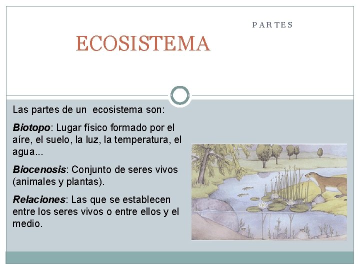 PARTES ECOSISTEMA Las partes de un ecosistema son: Biotopo Lugar físico formado por el