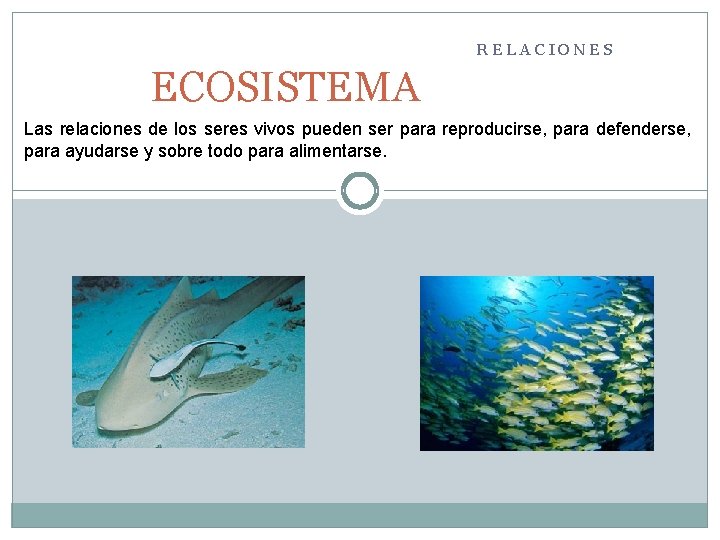 RELACIONES ECOSISTEMA Las relaciones de los seres vivos pueden ser para reproducirse, para defenderse,