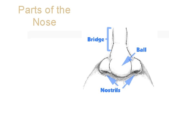 Parts of the Nose • Look at your nose in the mirror. • How