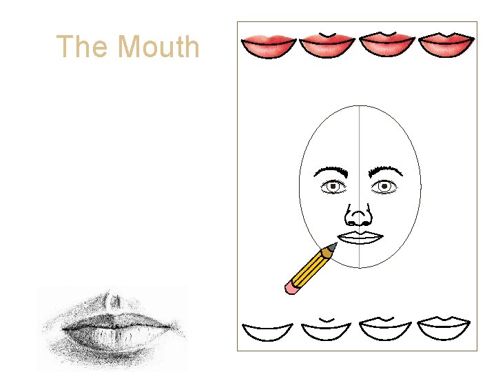 The Mouth • Draw your top and bottom lips to create your mouth. •