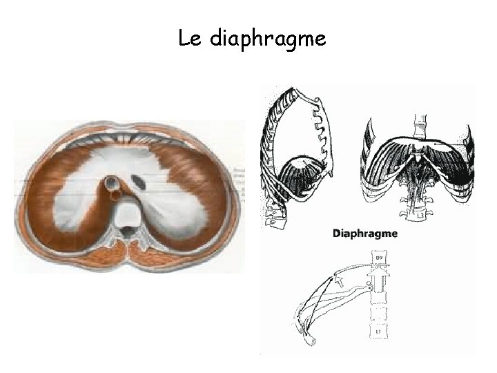 Le diaphragme 