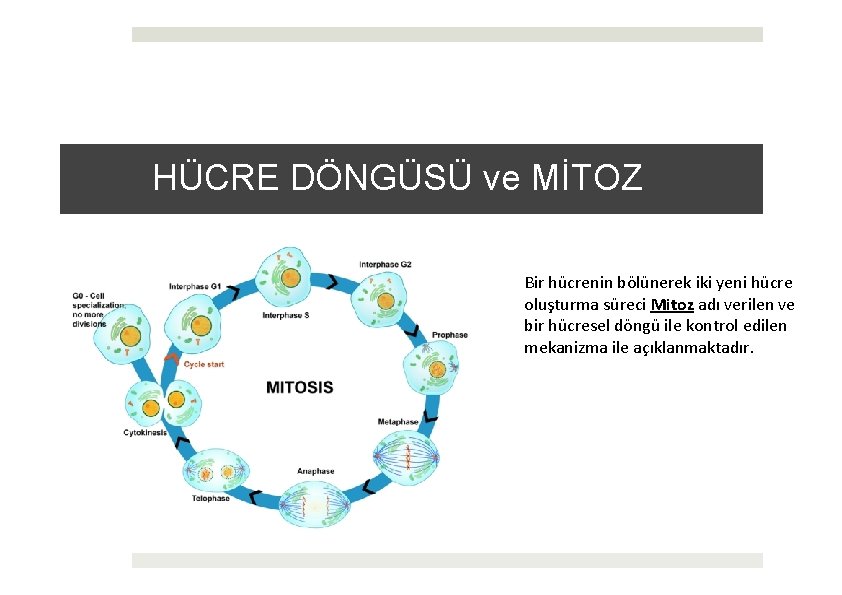 HÜCRE DÖNGÜSÜ ve MİTOZ Bir hücrenin bölünerek iki yeni hücre oluşturma süreci Mitoz adı