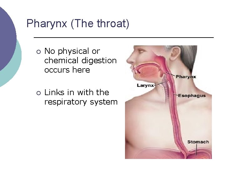 Pharynx (The throat) ¡ No physical or chemical digestion occurs here ¡ Links in Pharynx (The throat) ¡ No physical or chemical digestion occurs here ¡ Links in