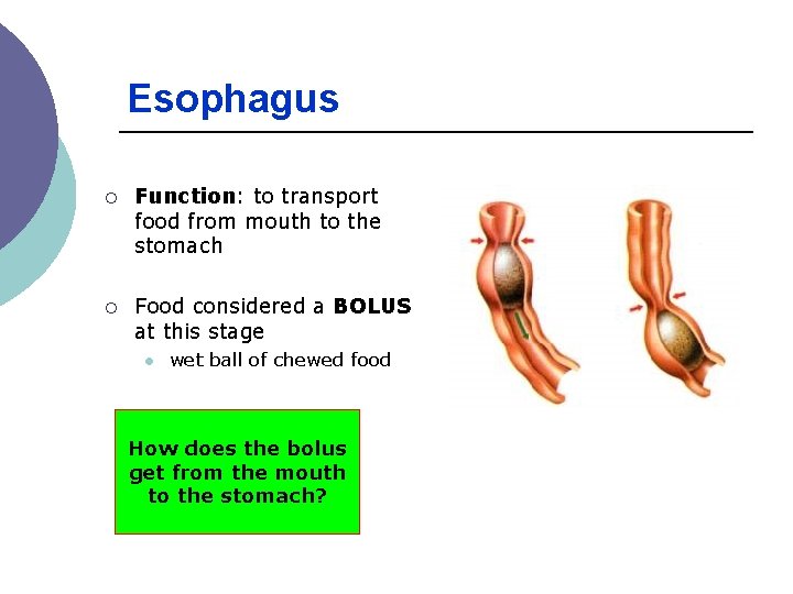 Esophagus ¡ Function: to transport food from mouth to the stomach ¡ Food considered Esophagus ¡ Function: to transport food from mouth to the stomach ¡ Food considered