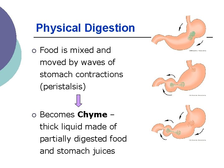 Physical Digestion ¡ Food is mixed and moved by waves of stomach contractions (peristalsis) Physical Digestion ¡ Food is mixed and moved by waves of stomach contractions (peristalsis)