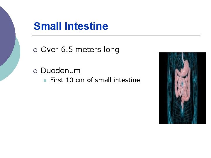 Small Intestine ¡ Over 6. 5 meters long ¡ Duodenum l First 10 cm Small Intestine ¡ Over 6. 5 meters long ¡ Duodenum l First 10 cm