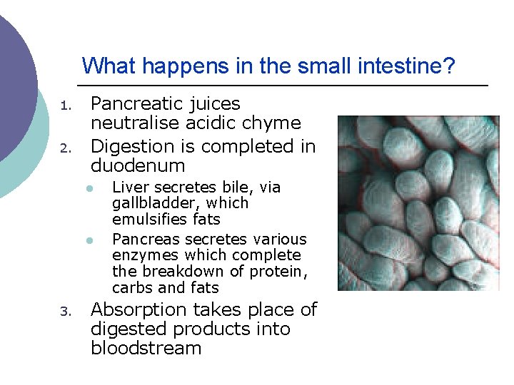 What happens in the small intestine? 1. 2. Pancreatic juices neutralise acidic chyme Digestion What happens in the small intestine? 1. 2. Pancreatic juices neutralise acidic chyme Digestion