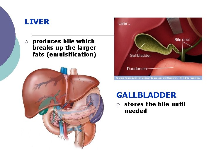 LIVER ¡ produces bile which breaks up the larger fats (emulsification) GALLBLADDER ¡ stores LIVER ¡ produces bile which breaks up the larger fats (emulsification) GALLBLADDER ¡ stores